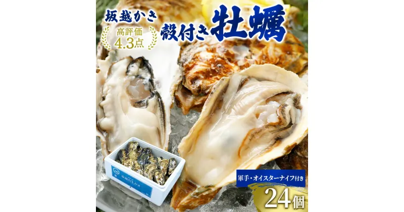 【ふるさと納税】牡蠣 坂越かき 殻付き牡蠣24個 軍手・オイスターナイフ付き[ 生牡蠣 かき カキ 殻付 生食 冬牡蠣 ]　魚貝類・生牡蠣・牡蠣・かき・カキ・殻付き・ナイフ・オイスターナイフ　お届け：2024年12月中旬～2025年3月末