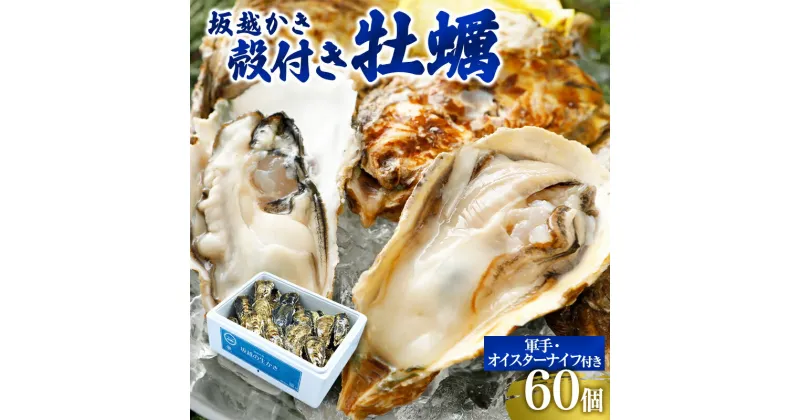 【ふるさと納税】牡蠣 坂越かき 殻付き牡蠣60個 軍手・オイスターナイフ付き[ 生牡蠣 かき カキ 殻付 生食 冬牡蠣 ]　魚貝類・生牡蠣・かき・カキ・牡蠣・ナイフ・オイスターナイフ・殻付き　お届け：2024年12月中旬～2025年3月末