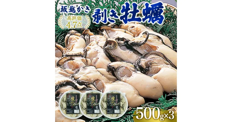 【ふるさと納税】 牡蠣 坂越かき 剥き牡蠣 500g×3[ 生牡蠣 かき カキ むき身 剥き身 生食 冬牡蠣 ]　魚貝類・生牡蠣・かき・魚介類・カキ・牡蠣　お届け：2024年12月中旬～2025年3月末