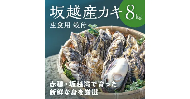 【ふるさと納税】メディアでも話題の生食用カキ！赤穂・坂越湾で育った新鮮な身を厳選(坂越産カキ 生食用 殻付8kg)[ 牡蠣 冬牡蠣 ]　魚介類・カキ・牡蠣　お届け：2025年1月上旬以降順次発送予定