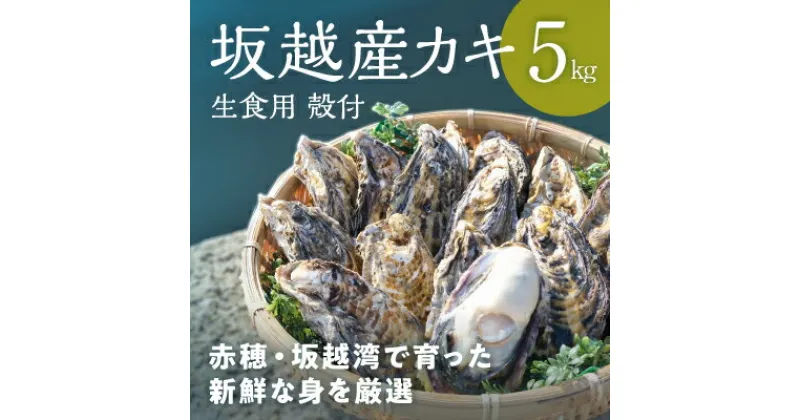 【ふるさと納税】メディアでも話題の生食用カキ！赤穂・坂越湾で育った新鮮な身を厳選(坂越産カキ 生食用 殻付5kg)[ 牡蠣 冬牡蠣 ]　魚介類・カキ・牡蠣　お届け：2025年1月上旬以降順次発送予定