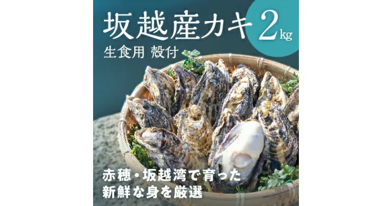 【ふるさと納税】メディアでも話題の生食用カキ！赤穂・坂越湾で育った新鮮な身を厳選(坂越産カキ 生食用 殻付2kg)[ 牡蠣 冬牡蠣 ]　魚介類・カキ・牡蠣　お届け：2025年1月上旬以降順次発送予定