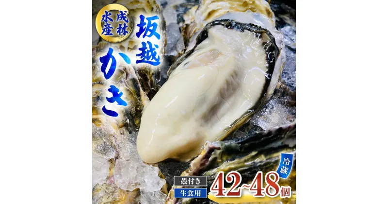 【ふるさと納税】牡蠣 生食用 坂越かき 殻付き 42～48個 成林水産 [ 生牡蠣 真牡蠣 かき カキ 冬牡蠣 ]　 魚貝類 海鮮 海のミルク 身が大きい 濃厚 風味豊か 旨味 新鮮な牡蠣 　お届け：2025年1月中旬～2025年3月末