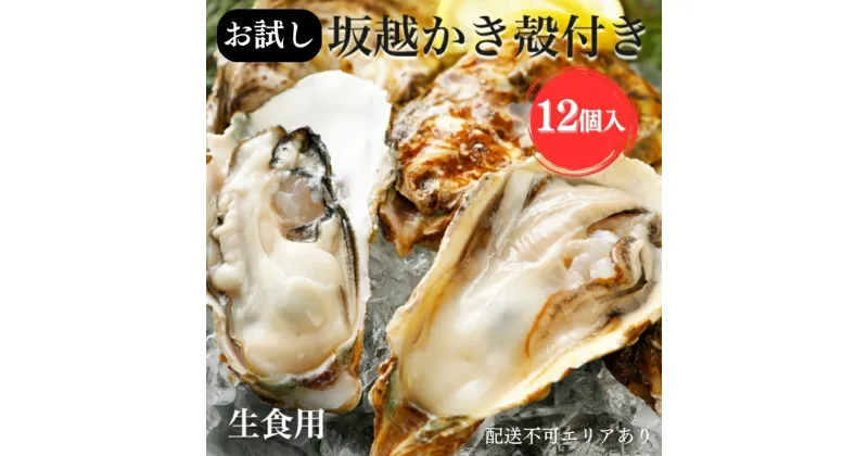 【ふるさと納税】牡蠣 お試し 坂越かき 殻付き牡蠣 12個 軍手・オイスターナイフ付き[ 生牡蠣 かき カキ 殻付 生食 一人暮し 冬牡蠣 ]　 魚貝類 海鮮 海の幸 1年牡蠣 濃厚 クリーミー 　お届け：2024年12月中旬～2025年3月末