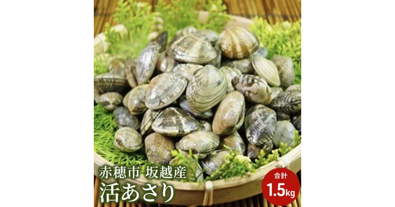 【ふるさと納税】【2025年3月上旬より出荷開始】兵庫県 赤穂市 坂越産 活あさり 1.5kg　アサリ・あさり・浅利　お届け：2025年3月上旬～2024年5月下旬