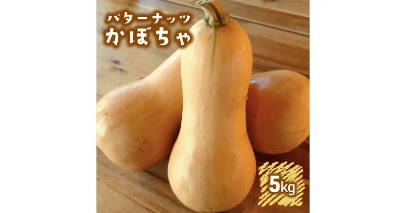 【ふるさと納税】訳あり バターナッツかぼちゃ 5kgセット[ 不揃い かぼちゃ 野菜 ]　 野菜 食材 国産 国産野菜 濃厚 甘み なめらか ねっとり 　お届け：2024年9月上旬～2025年2月下旬まで