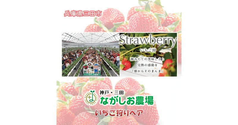 【ふるさと納税】神戸三田ながしお農場 ( いちご狩りペア券 ) いちご 苺 いちご狩り フルーツ狩り 果物狩り イチゴ 体験 チケット 体験型 お出かけ レジャー ギフト お祝い 期間限定 ふるさと納税 ふるさと 人気 おすすめ 送料無料 兵庫県 三田市