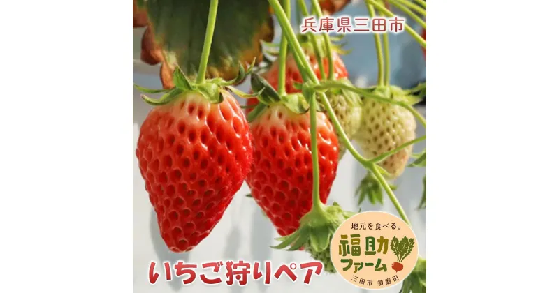 【ふるさと納税】福助ファーム (いちご狩りペア券) いちご 苺 いちご狩り フルーツ狩り 果物狩り イチゴ 体験 チケット 体験型 お出かけ レジャー ギフト お祝い 期間限定 ふるさと納税 ふるさと 人気 おすすめ 送料無料 兵庫県 三田市