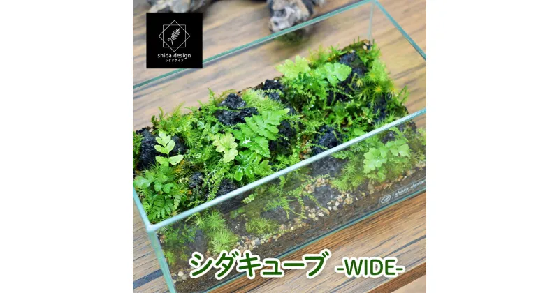 【ふるさと納税】シダのテラリウム作品「シダキューブ -WIDE-」 植物 インテリア 癒し グリーンインテリア グリーンアイテム 観葉植物 植物育成用LEDライト付き ふるさと納税 ふるさと 人気 おすすめ 送料無料 兵庫県 三田市