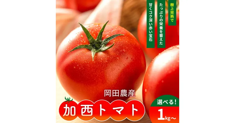 【ふるさと納税】トマト 1kg～4kg 加西トマト 2025年度産 兵庫県産 野菜 とまと 完熟 高糖度 濃厚 甘い 賞 受賞 糖度 減農薬 夏野菜 あまい お取り寄せ 冷蔵配送 加西市 お届け：2025年2月下旬～2025年7月下旬　お届け：2025年2月下旬～2025年7月下旬