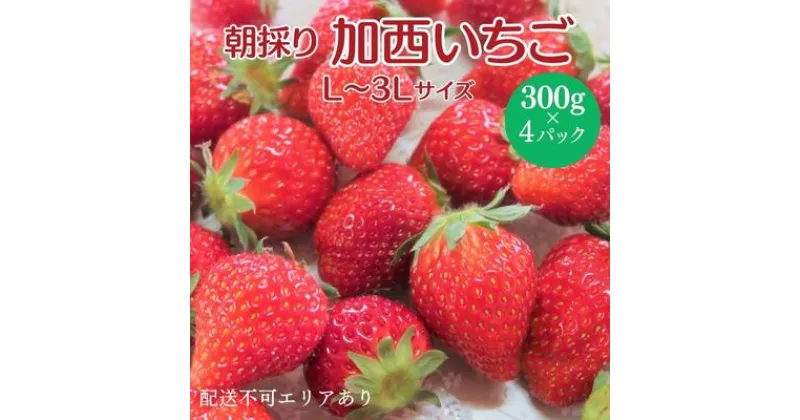 【ふるさと納税】朝どれ いちご 300g 4パック L〜3Lサイズ 加西いちご とちおとめ イチゴ 苺 フルーツ 果物 くだもの 季節のフルーツ 旬のフルーツ お届け：2025年1月上旬〜2025年2月末　お届け：2025年1月上旬〜2025年2月末