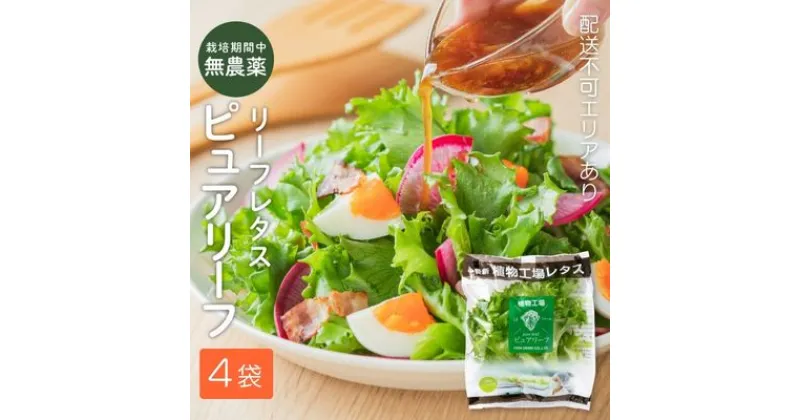 【ふるさと納税】レタス ピュアリーフ 4個入り リーフレタス 栽培期間中 無農薬 野菜 季節の野菜 旬の野菜 新鮮 サラダ 付け合わせ 最新植物工場レタス