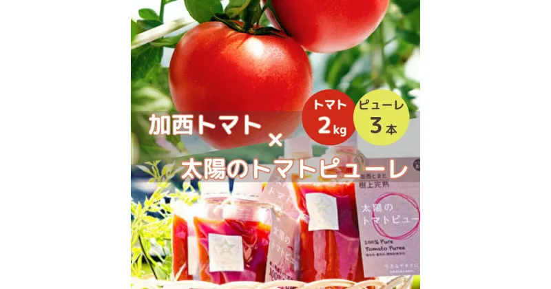 【ふるさと納税】トマト 2kg+太陽のトマトピューレ 380g×3本 セット 加西トマト 2025年度産 兵庫県産 野菜 とまと 完熟 高糖度 濃厚 甘い 賞 受賞 糖度 夏野菜 あまい お取り寄せ 冷蔵配送　お届け：2025年2月28日〜7月中にお届けします。