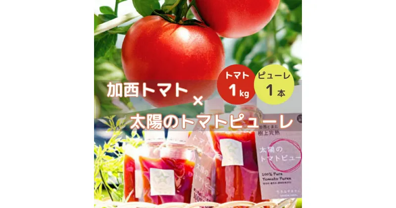 【ふるさと納税】トマト 1kg+太陽のトマトピューレ 380g×1本 セット 加西トマト 2025年度産 兵庫県産 野菜 とまと 完熟 高糖度 濃厚 甘い 賞 受賞 糖度 夏野菜 あまい お取り寄せ 冷蔵配送　お届け：2025年2月28日〜7月中にお届けします。