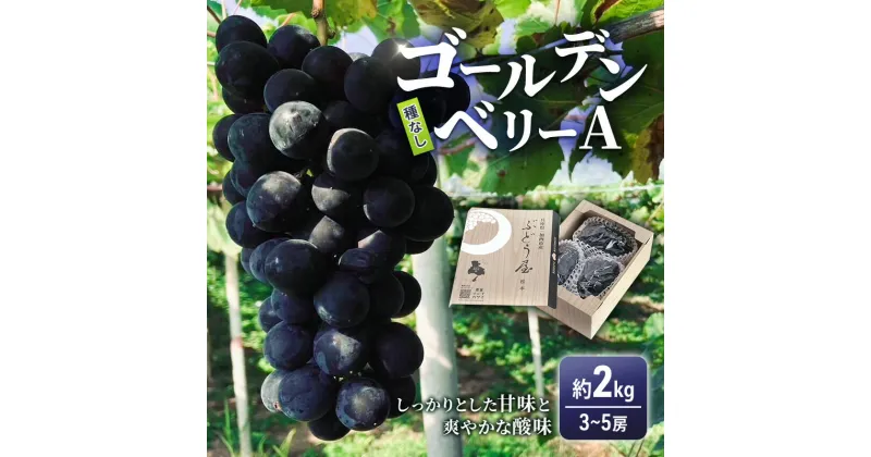 【ふるさと納税】ゴールデンベリーA 約2kg 3〜5房 【2025年産 予約受付】 ぶどう ブドウ 葡萄 お取り寄せ フルーツ 果物 種なし 甘い おすすめ 美味しい 選果場直送 送料無料 ギフト 贈答 兵庫県　お届け：2025年8月下旬〜2025年9月上旬