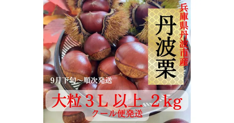 【ふるさと納税】丹波栗　3L以上　2kg