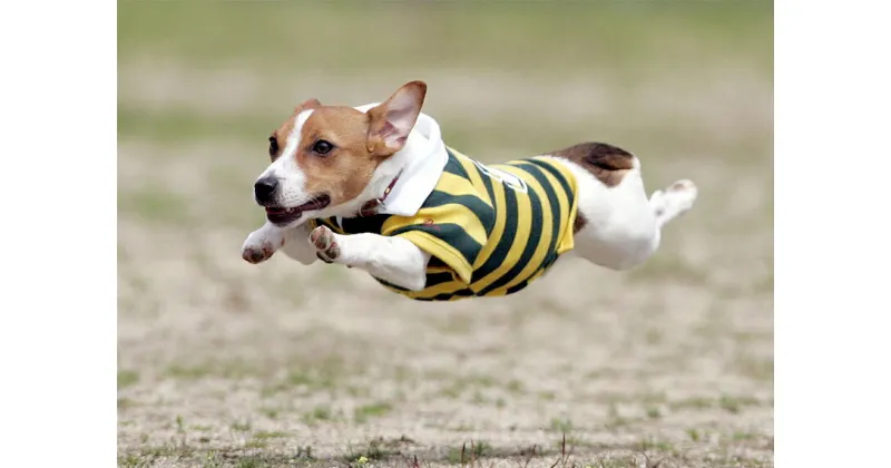 【ふるさと納税】Aコース　飛行犬撮影データセット