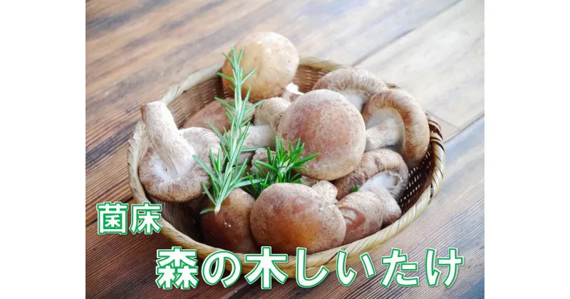 【ふるさと納税】【森の木ファーム】淡路島産の菌床生椎茸（しいたけ）