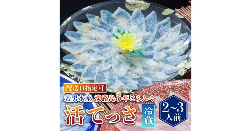【ふるさと納税】【 発送時期が選べる 冷蔵 】淡路島3年とらふぐ活てっさ（2～3人前）◆配送10月1日～4月15日ふぐ てっさ とらふぐ ふぐ刺し ふぐ刺身 ふぐしゃぶ 活魚 鮮魚 海産物 海鮮 魚 淡路島 淡路 産地直送 お取り寄せ グルメ ギフト
