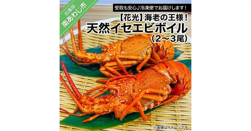 【ふるさと納税】【花光】海老の王様！天然イセエビボイル（2尾～3尾）【受取も安心♪冷凍便】