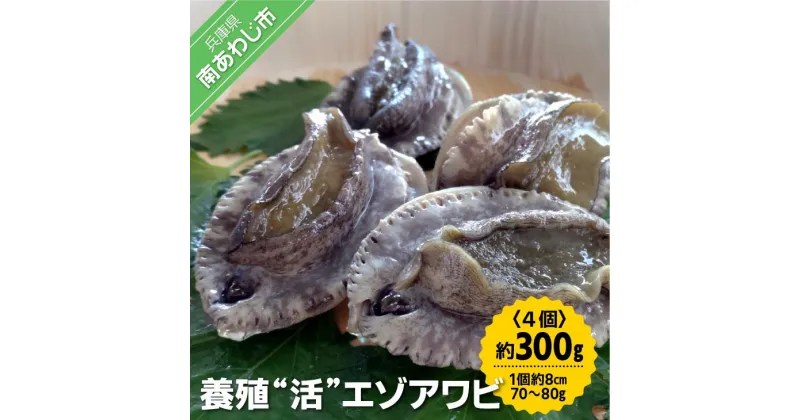 【ふるさと納税】【中尾満男水産】【淡路島産】養殖”活”エゾアワビ4個 約300g (1個約8cm 70～80g)