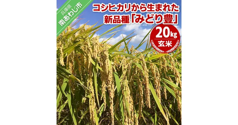 【ふるさと納税】令和6年産・玄米『みどり豊』20kg10月初旬頃から発送