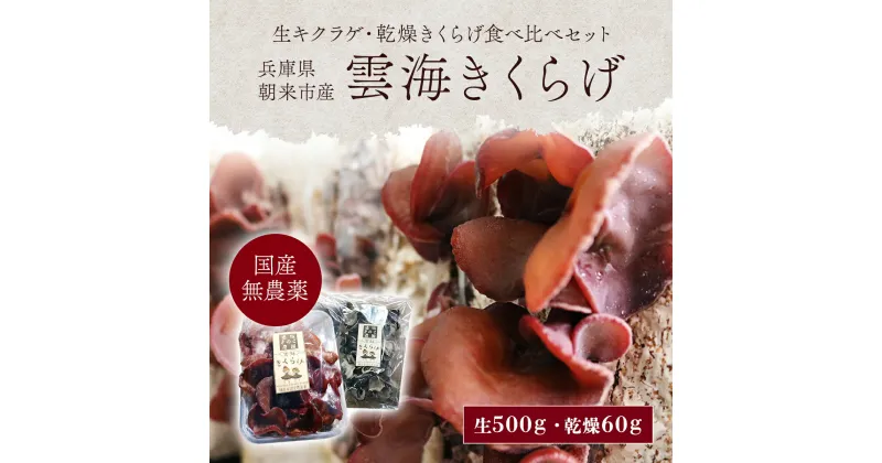 【ふるさと納税】『生きくらげ』『乾燥きくらげ』食べ比べセット(生500g+乾燥60g)【農薬不使用】朝来市産『雲海きくらげ』 きくらげ キクラゲ 木耳 生キクラゲ 生木耳 乾燥キクラゲ 乾燥木耳 セット 食べ比べ 詰め合わせセット きのこ 無農薬 兵庫県 朝来市 AS2BA3