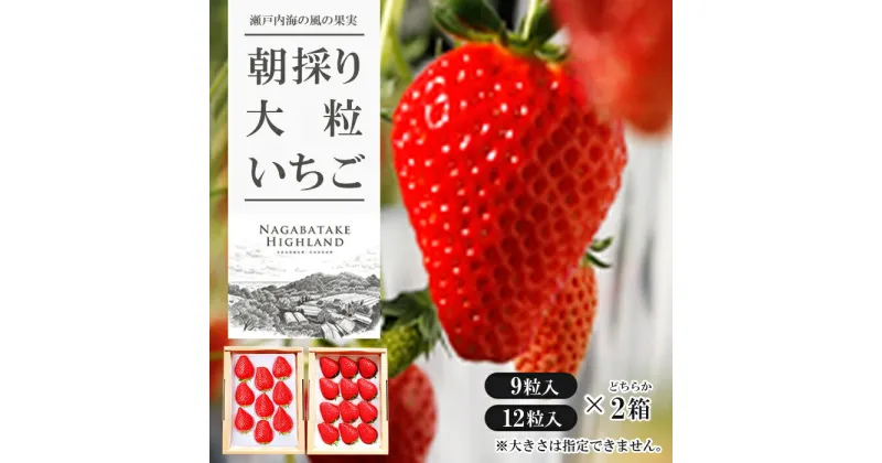【ふるさと納税】長畠高原苺園 朝採り大粒いちご【1月より順次出荷・お届け日指定不可】
