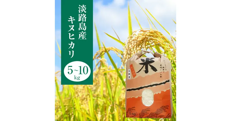 【ふるさと納税】淡路島産　キヌヒカリ　5kg～10kg