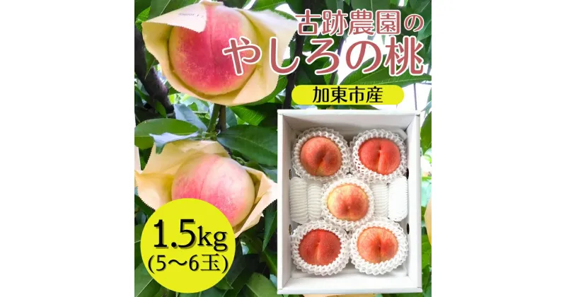 【ふるさと納税】桃 加東市産 古跡農園の『 やしろの桃 』1.5kg（5～6玉）[ もも モモ 果物 フルーツ ]　お届け：2025年7月中旬～2025年8月中旬