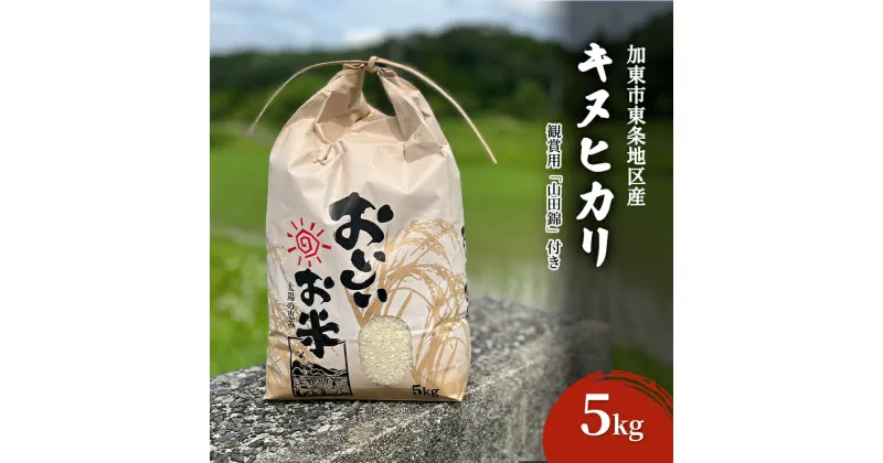 【ふるさと納税】米 令和6年産 加東市東条地区産 キヌヒカリ 白米 5kg [ お米 こめ コメ きぬひかり 兵庫県産 ごはん 精米 ]