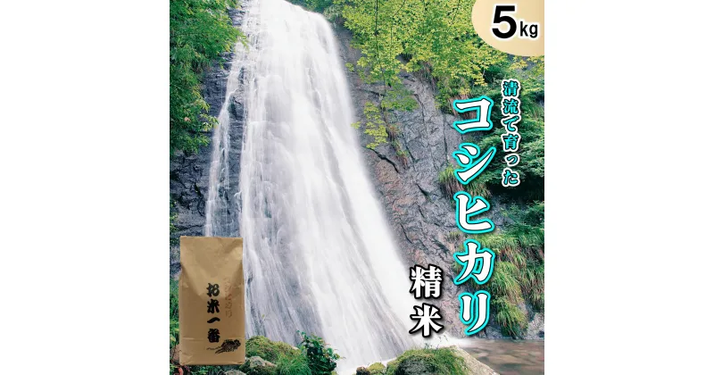 【ふるさと納税】米 多可町加美区の清流で育ったコシヒカリ【精米】5kg[830] 米 白米 単一原料米 国産