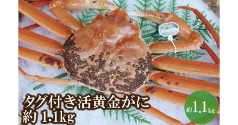 【ふるさと納税】幻のカニ 兵庫県香住産 タグ付き 活 黄金ガニ 約1.1kg 送料無料 カニ かに 蟹 海鮮 かに 蟹爪 蟹しゃぶ ギフト 鍋 香住ガニ かにすき かにみそ 姿 焼きガニ 焼き蟹 お取り寄せグルメ 07-39