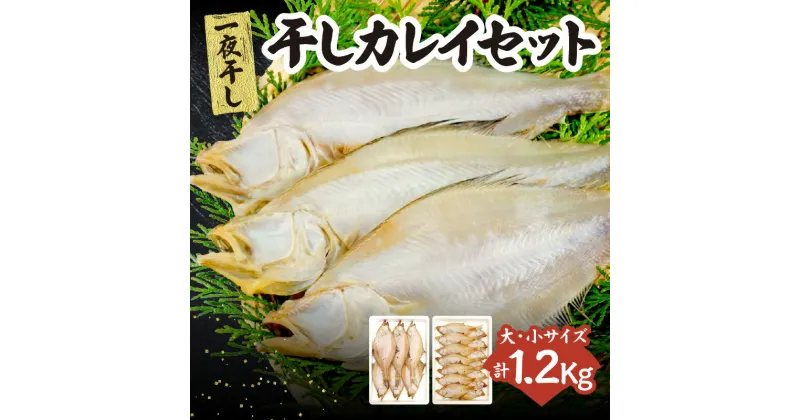 【ふるさと納税】干物セット カレイ 2種 1.2kg 送料無料 20枚前後(大5～8枚 小11～15枚) 食べ比べ ギフト 一夜干し カレイ 詰合わせ 海鮮セット ひもの 詰め合わせ 朝食 おかず 酒 あて 酒の肴 珍味 海鮮 おつまみ 父の日 魚 海鮮 魚介類 保存 無添加 無着色 国産 冷凍 33-13