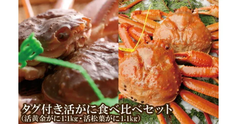 【ふるさと納税】海鮮セット 2種 タグ付き 活 松葉ガニ 黄金がに 2杯 計2.2kg 食べ比べセット カニ かに 蟹 ズワイガニ 数量限定 かにしゃぶ カニしゃぶ かにすき 焼きガニ 鍋 生 刺身 かにみそ カニ味噌 特大 お祝い ギフト 高級料亭 希少 香住産 姿 蟹 07-63 11月中旬以降