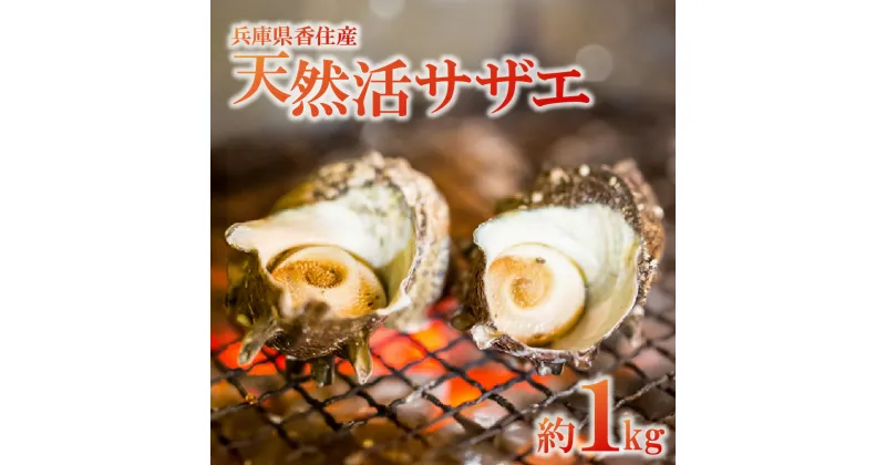 【ふるさと納税】天然活サザエ 1kg (殻付き) つぼ焼き 活 さざえ 貝 魚介類 魚貝類 新鮮 海鮮 炊き込みご飯 サザエ飯 酒の肴 バーベキュー BBQ 日本海 香美町 天然兵庫県香住産 贈り物 宿院商店 33-19