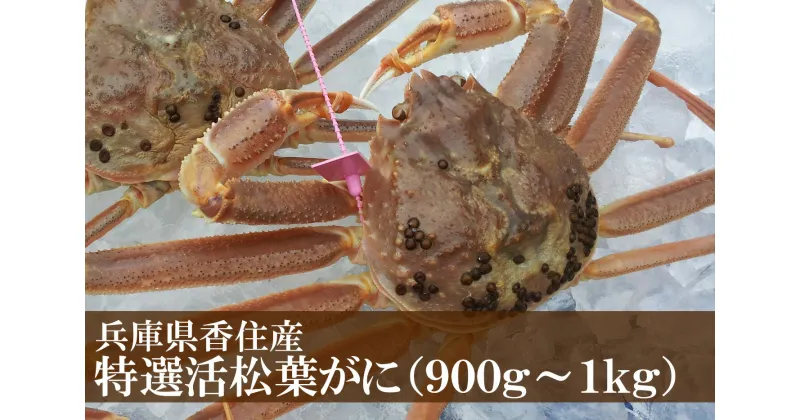 【ふるさと納税】先行予約 兵庫県香住産 特選 活松葉ガニ 1匹(約900g～1kg) 冷蔵 カニ かに 蟹カニすき カニ刺し 焼がに 茹でがに 当日茹でたて発送 産地証明のタグ付き松葉ガニをお届け 松葉ガニ 松葉蟹 香美町 宿院商店 11月中旬以降順次発送 33-27