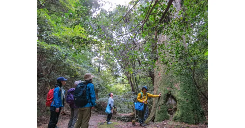 【ふるさと納税】春日山原始林ガイドウォーク 奈良市 春日山原始林を未来へつなぐ会 なら