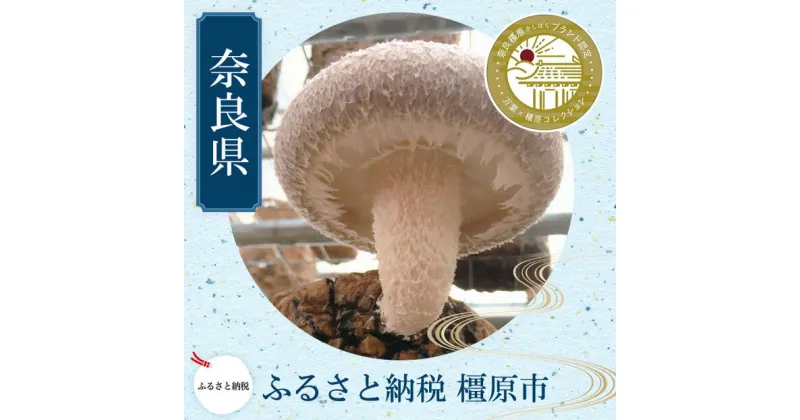 【ふるさと納税】橿原市産 採れたての生しいたけ（菌床） 約700g箱（5～10枚程度）×2箱を発送します ※2024年11月上旬頃～2025年3月下旬頃に順次発送予定