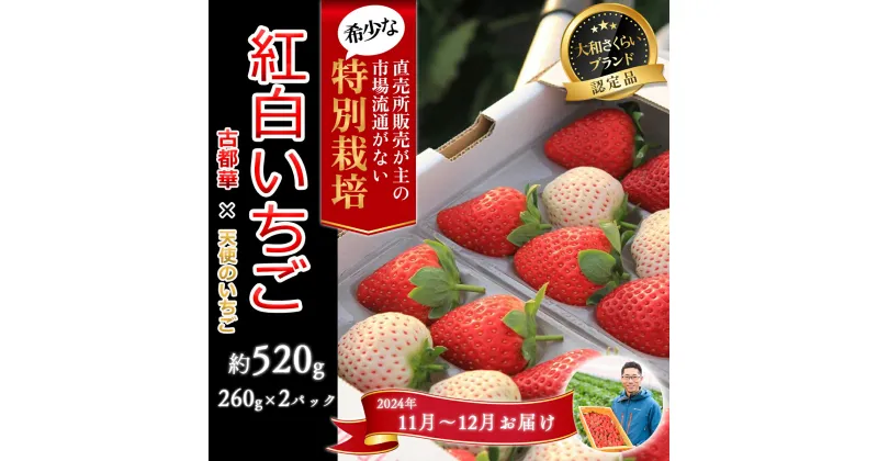 【ふるさと納税】＜11月～12月発送＞紅白いちご「古都華＆白いちご」2パック 特別栽培農産物／奈良県 苺 先行予約 ジャム 減農薬 食べ比べ Odamaki農園 M-BG10