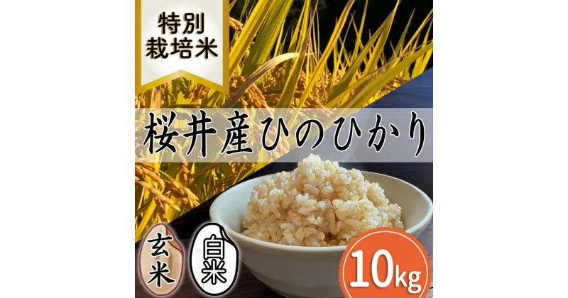 【ふるさと納税】＜特別栽培米＞桜井市高家産 ヒノヒカリ 10kg／特別栽培米　新鮮 玄米 白米 奈良県産 桜井市産 奈良のお米 ヒノヒカリ 藤本農園