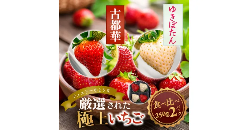 【ふるさと納税】古都華・ゆきぼたん 250g×各1P／奈良県 苺 先行予約 ジャム 数量限定 期間限定 ブランド 人気 ギフト プレゼント 食べ比べ いちご 白 J-berryグループ「ICHIGO」 前田ストロベリー研究所