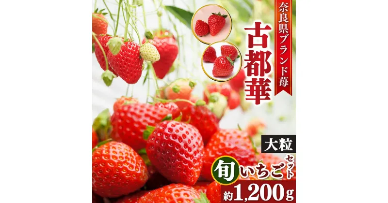 【ふるさと納税】古都華と旬のいちごつめあわせ（大粒）2L ～ 3L サイズ 約1200g以上 10~12粒 | フルーツ くだもの 果物 いちご イチゴ 古都華 ことか 奈良県 五條市