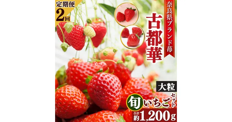 【ふるさと納税】【定期便2回お届け】古都華と旬のいちごつめあわせ（大粒）600g×2回 計8パック | フルーツ くだもの 果物 いちご イチゴ ことか コトカ 古都華 奈良県 五條市